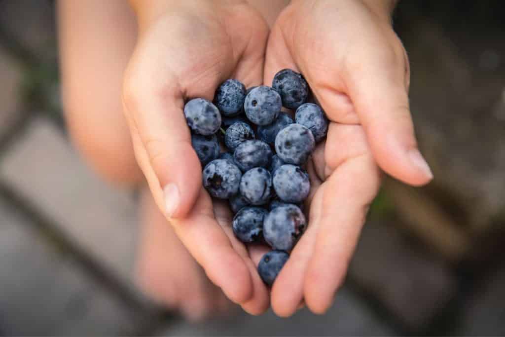 Health Benefits of Blueberries (uses, recipes and more) Natalie's Health